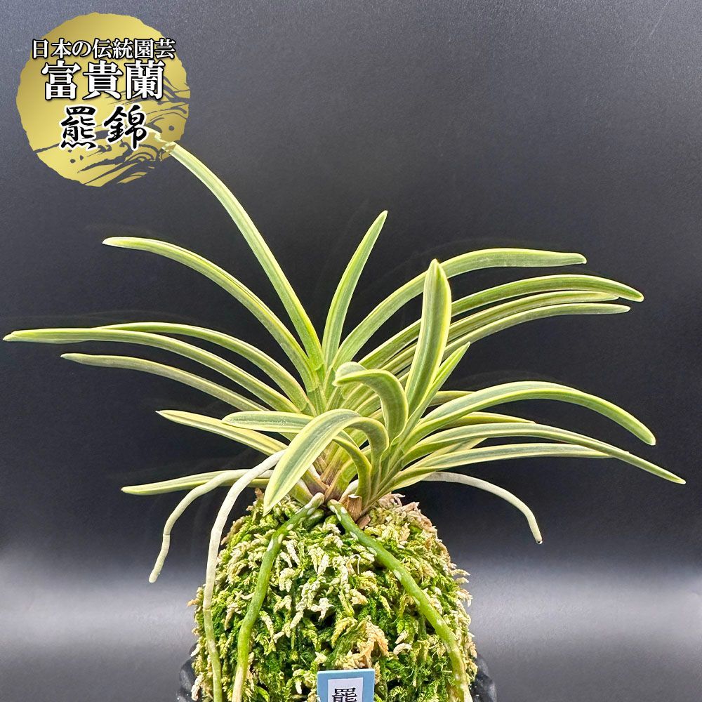 富貴蘭 羆錦 ひぐまにしき fu-t80 フウキラン 蘭 花 富貴蘭 羆錦 ひぐまにしき fu-t80 フウキラン 蘭 花