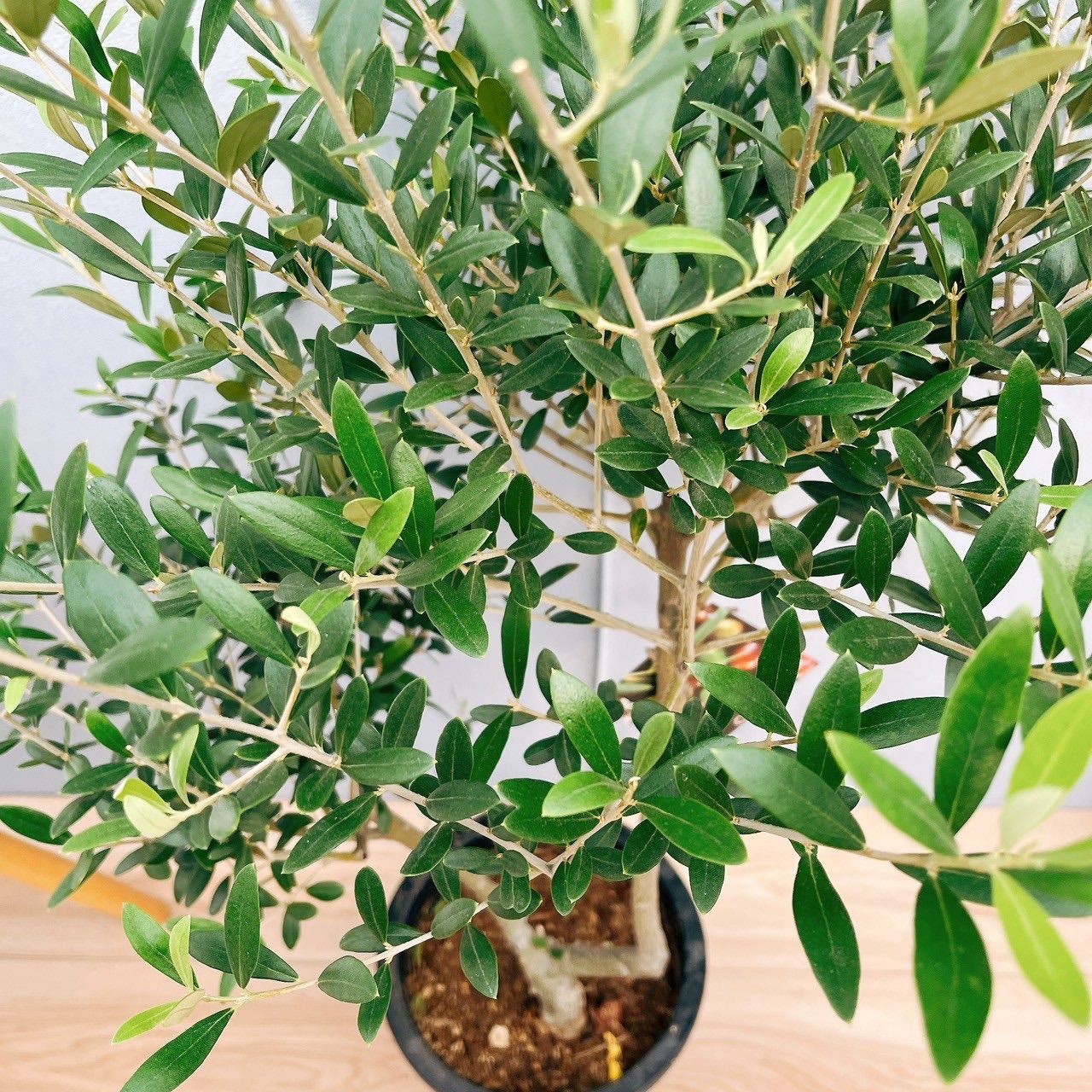 おしゃれ 観葉植物 選べる：オリーブの木 ネバディロブロンコ 7