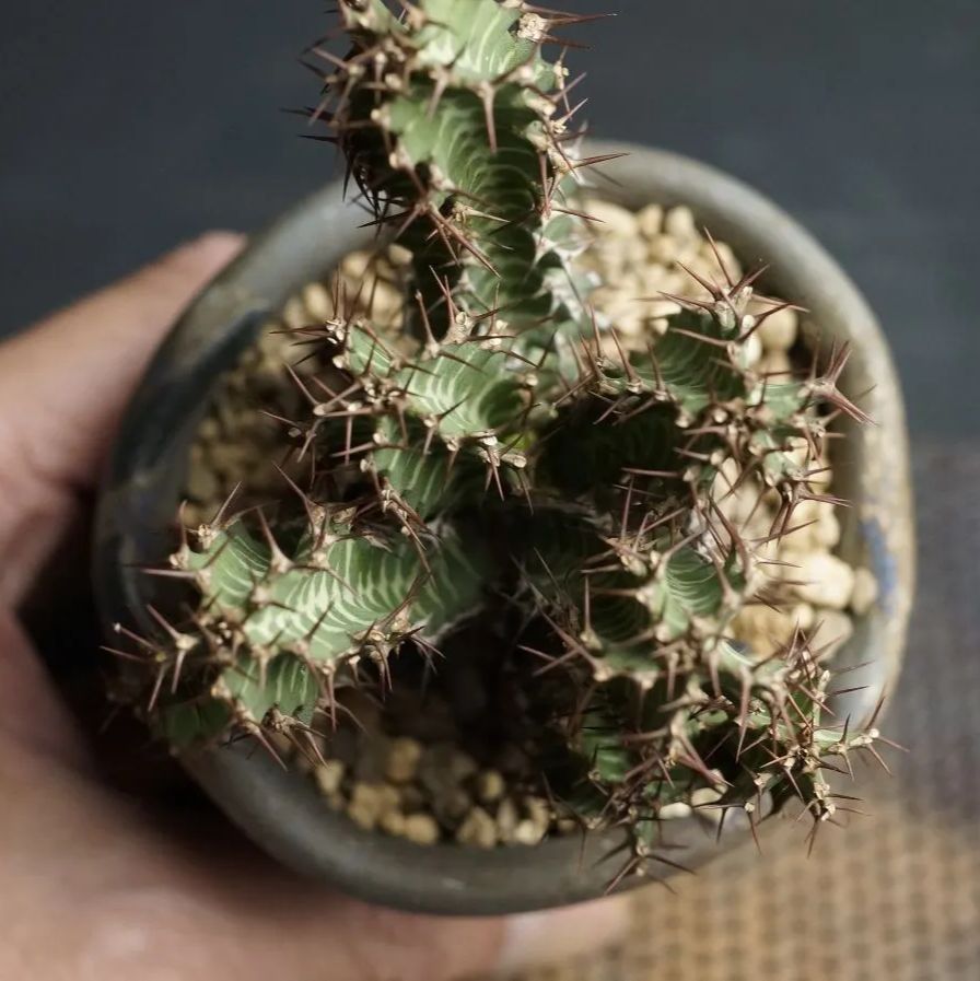 Euphorbia knobelii