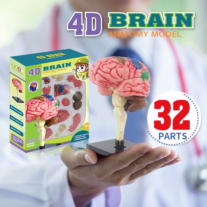 【送料関税無料】 4D 教育用 1pc 脳解剖モデルセット スケールのヒト脳、32 1:1 - 人体模型