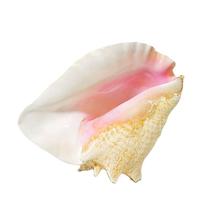 コンク貝 ピンク貝 置物 天然 貝殻 インテリア アート素材 貝殻