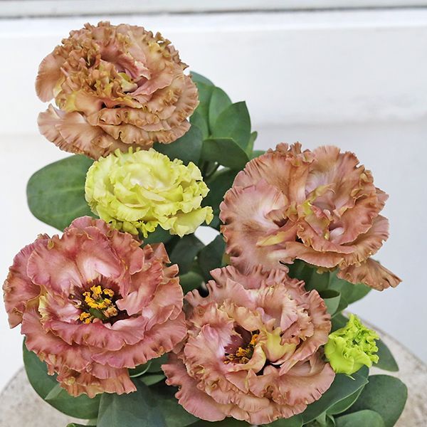 花苗 八重咲き トルコキキョウ アンバーダブルショコラ 2.5号