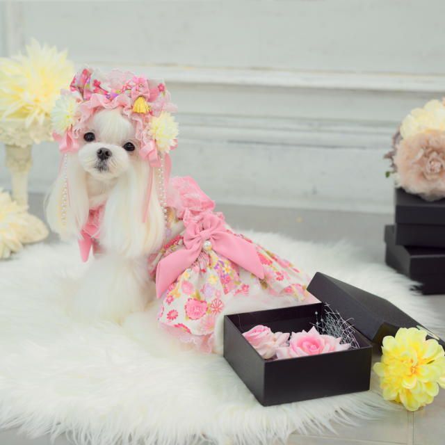 犬服 ドッグウェア キャンナナ 花柄和ロリワンピース きゃんナナ