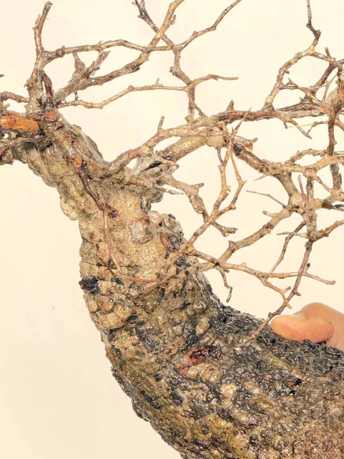 オペルクリカリア パキプス