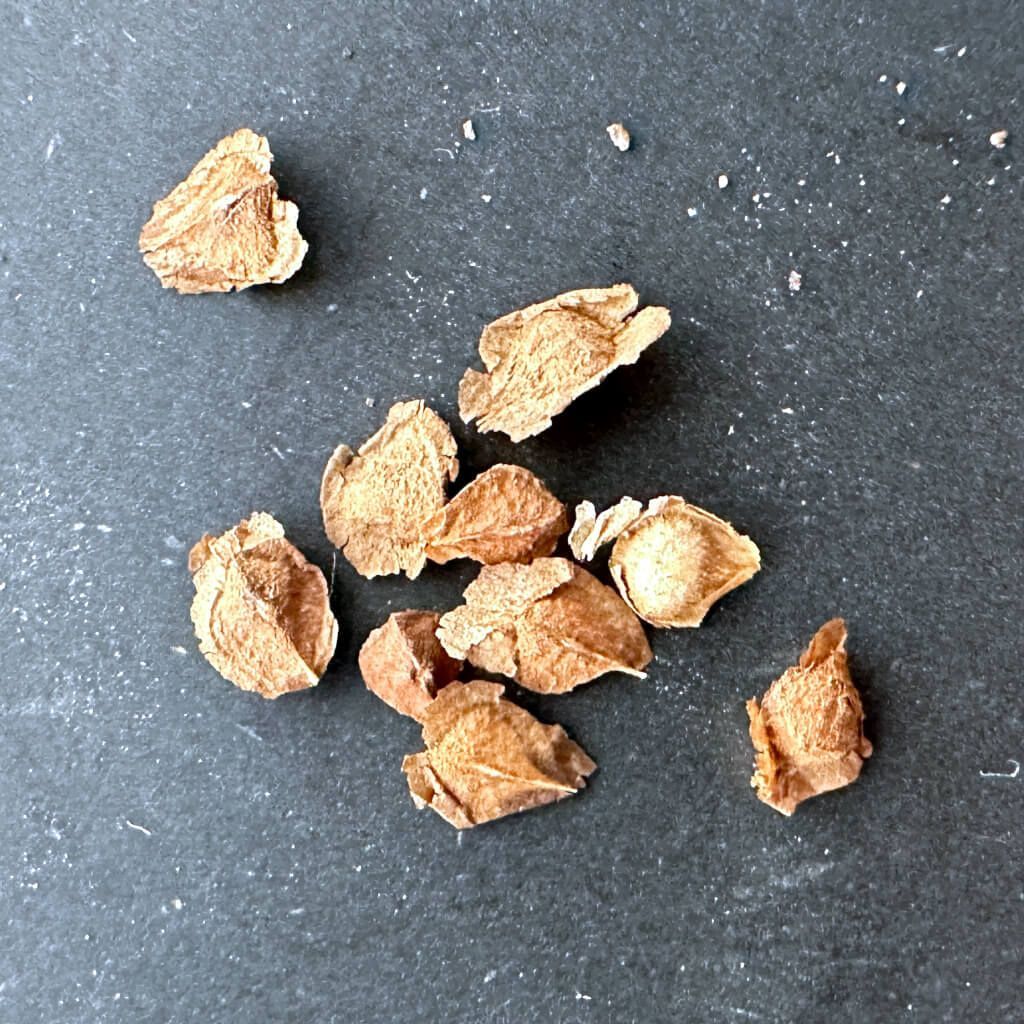 種子】ボスウェリア・アスプレニフォリア × ナナ 3s Boswellia