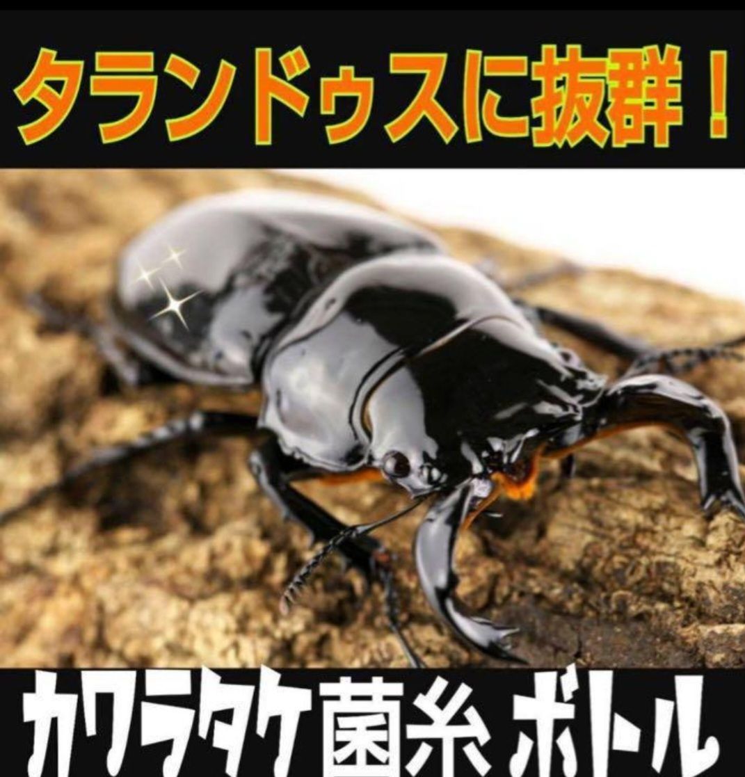 極上！カワラタケ菌糸瓶【6本】特殊アミノ酸強化配合！タランドゥス・オウゴンオニに 極上！カワラタケ菌糸瓶【6本】特殊アミノ酸強化配合！タランドゥス