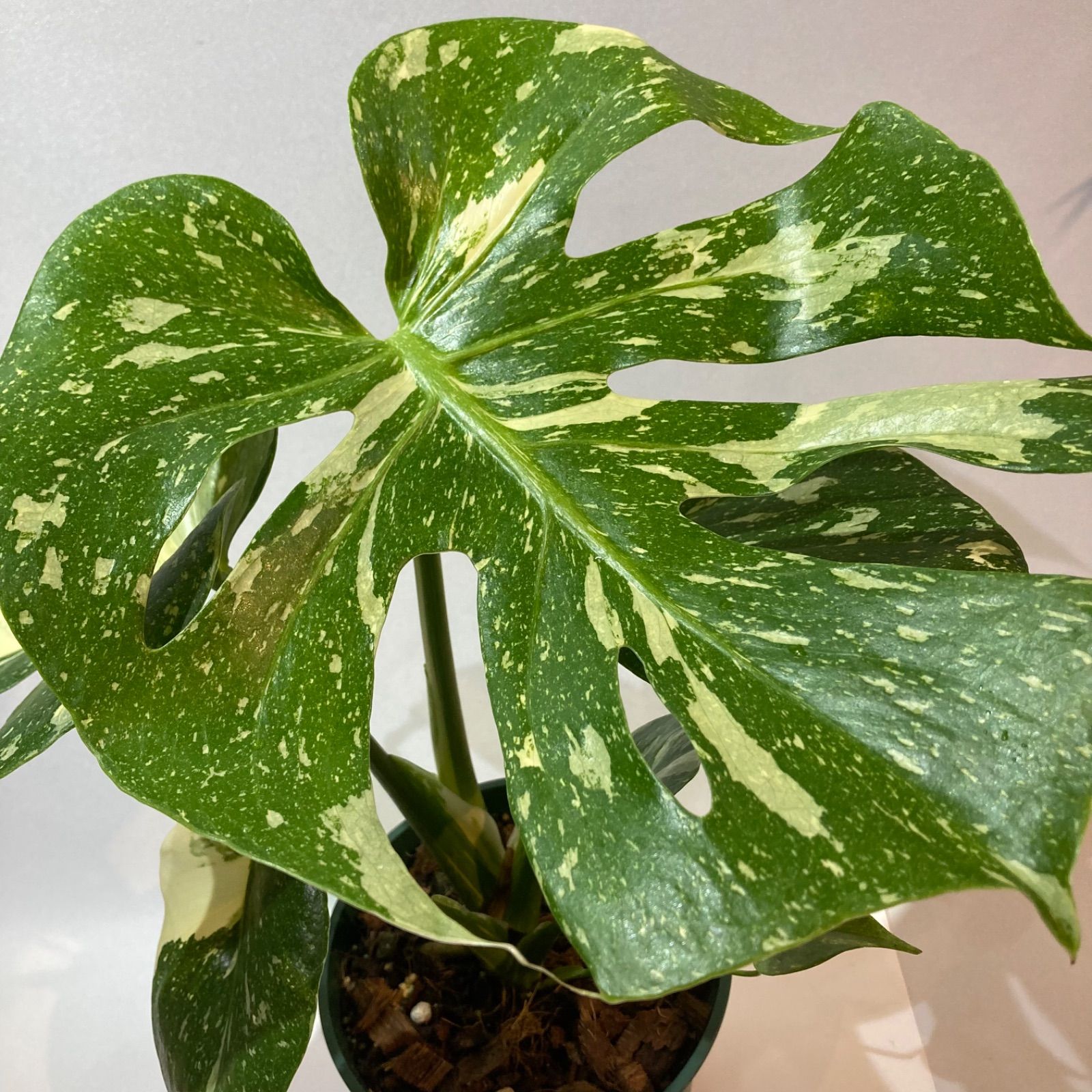 斑入りモンス！ モンステラ・タイコンステレーション 5号 - メルカリ