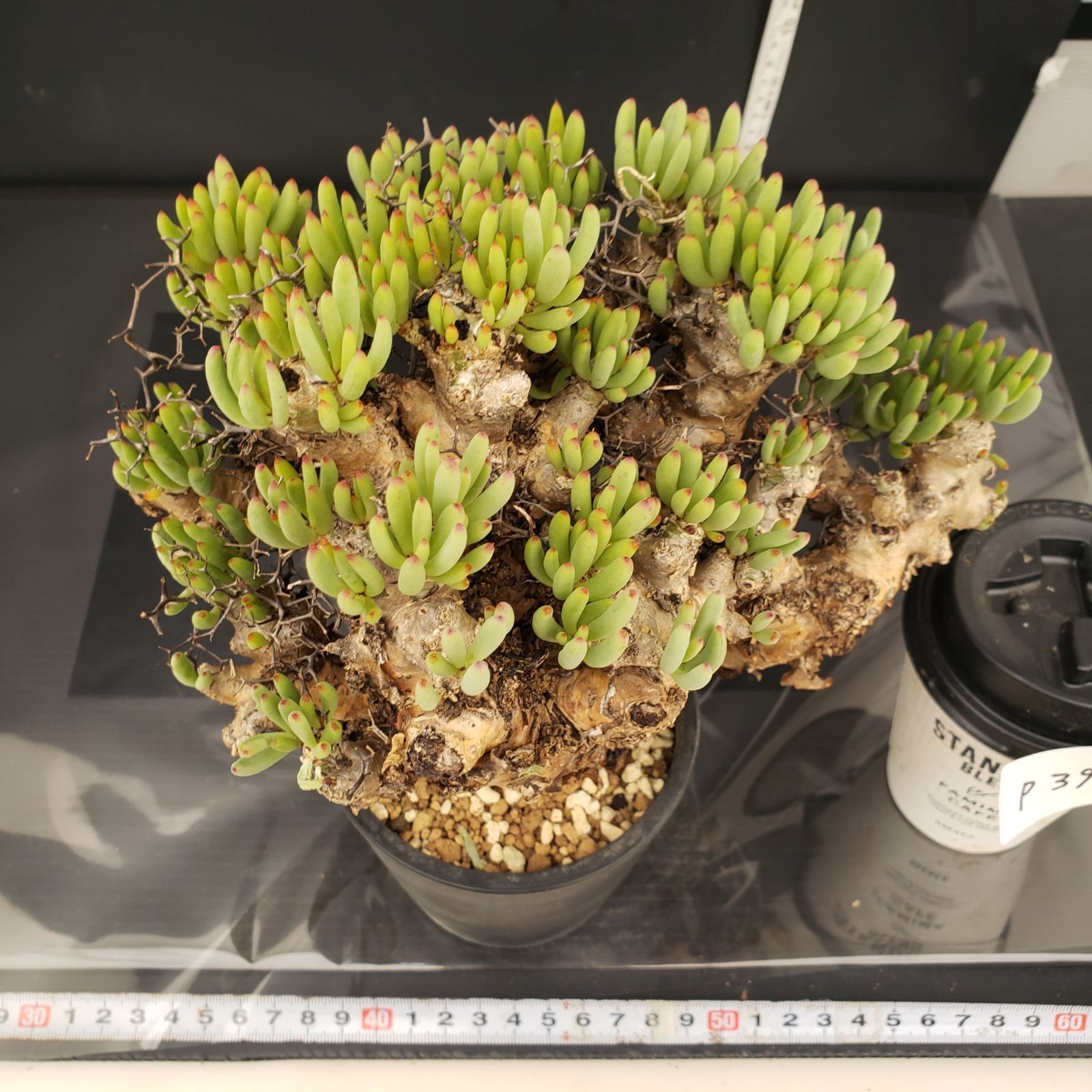 実生塊根！　万物想　チレコドン　多肉植物　塊根植物　レティキュラータス P396【自社養生株】チレコドン レティキュラータス 万物想(L