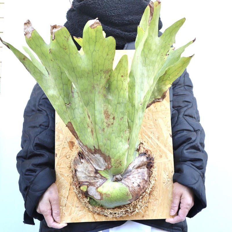 P.holttumii wild ビカクシダ ホルタミー