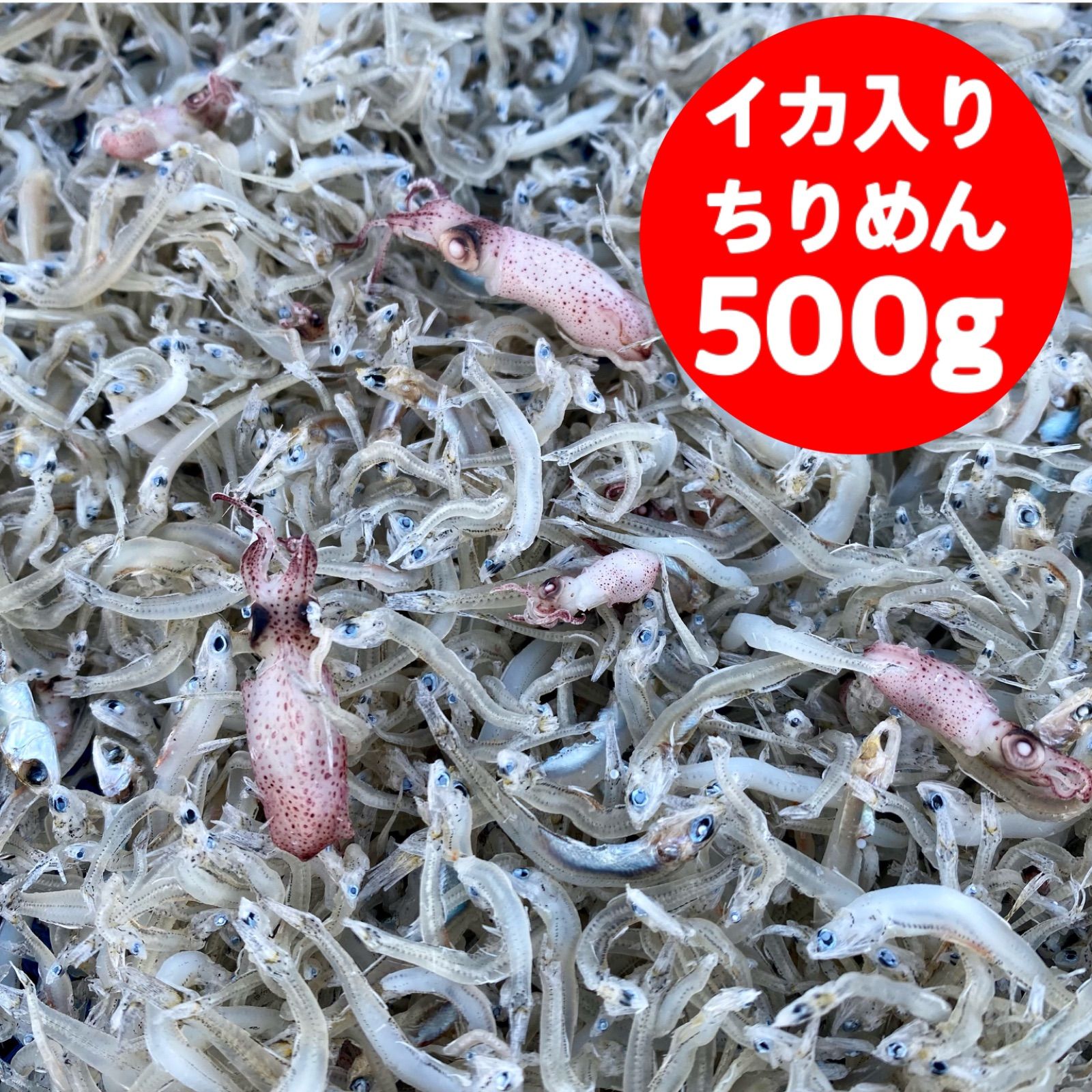 訳あり イカ入り ちりめんじゃこ 500g チリメン モンスター 子イカ