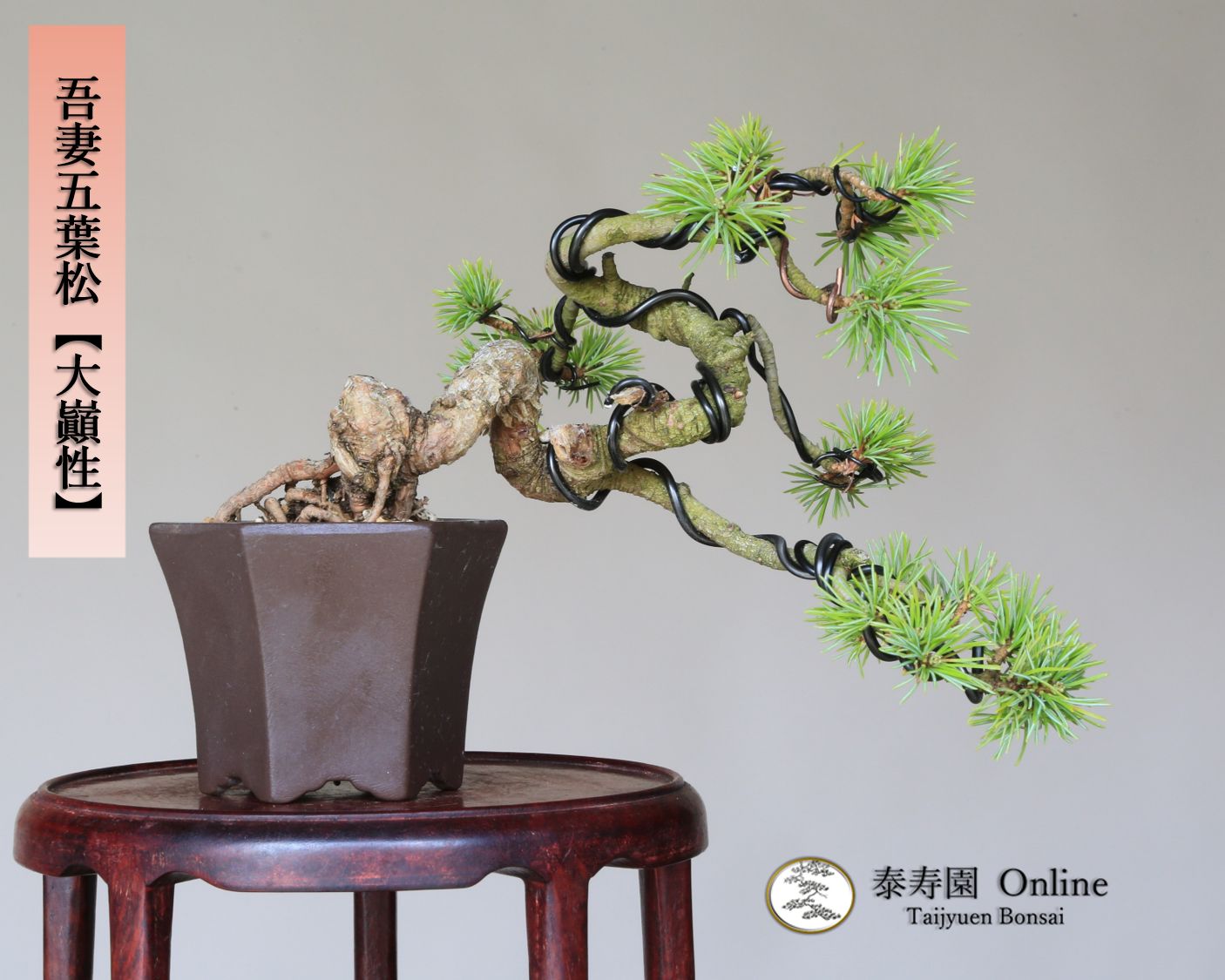 お得，高品質 『 吾妻五葉松 』 上下13㎝／小品盆栽 』
