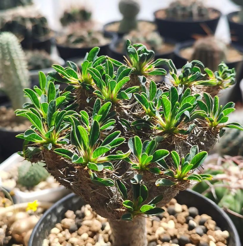 【専用】珍奇植物 ユーフォルビア ギラウミニアナ 現地球 発根済み 珍奇植物 ユーフォルビア ギラウミニアナ 現地球 発根済み