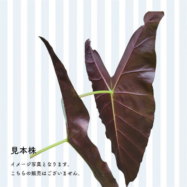 アロカシア パープルバック