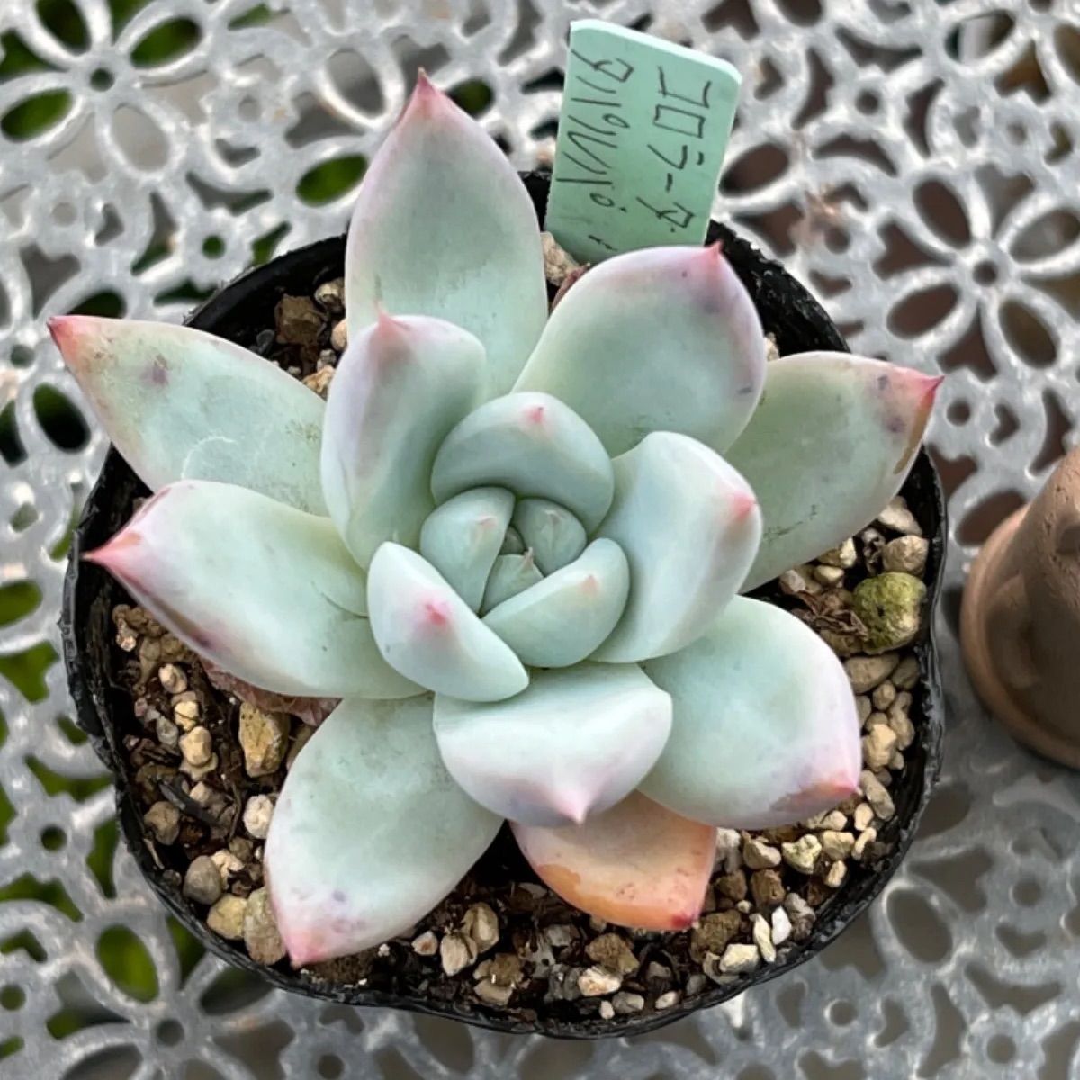 多肉植物　コロラータxベニーフィンガー　抜き苗 多肉植物 コロラータ×ベビーフィンガー - メルカリ