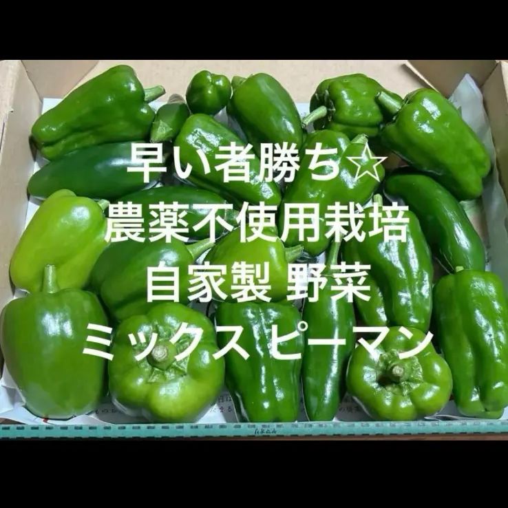 安心安全　完全無農薬　ピーマン　詰め合わせ 減農薬ピーマン1kgセット（2～3人前） | 植田ファーム