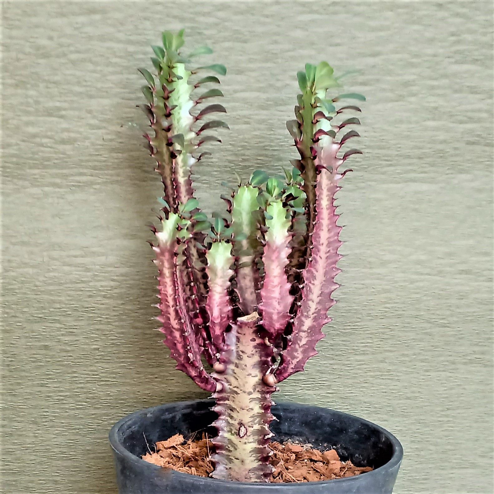 アビウ鉢植え 特大110センチ 26-5 レア アビウ鉢植え 特大110センチ