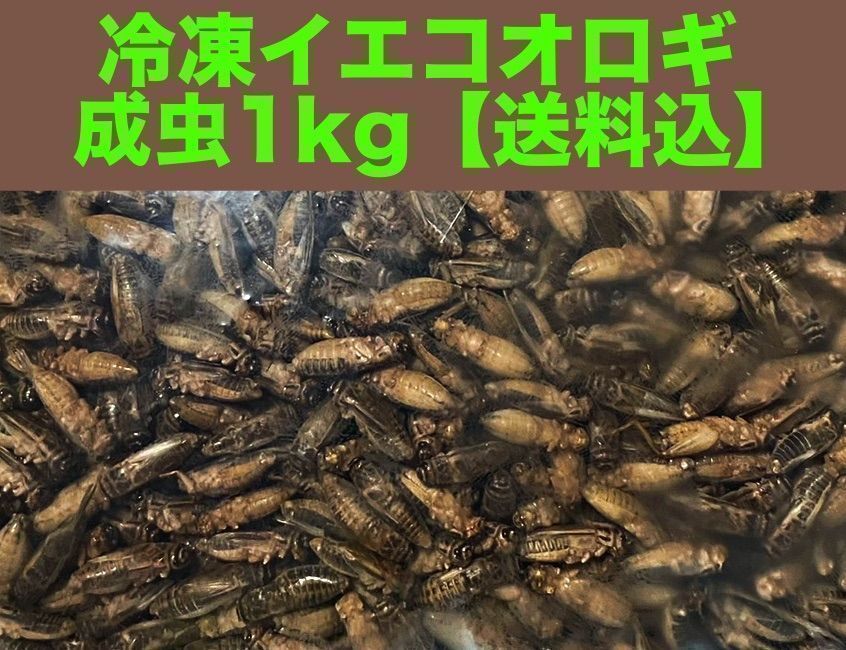 冷凍 ヨーロッパイエコオロギ 成虫1kg - www.port-toamasina.com