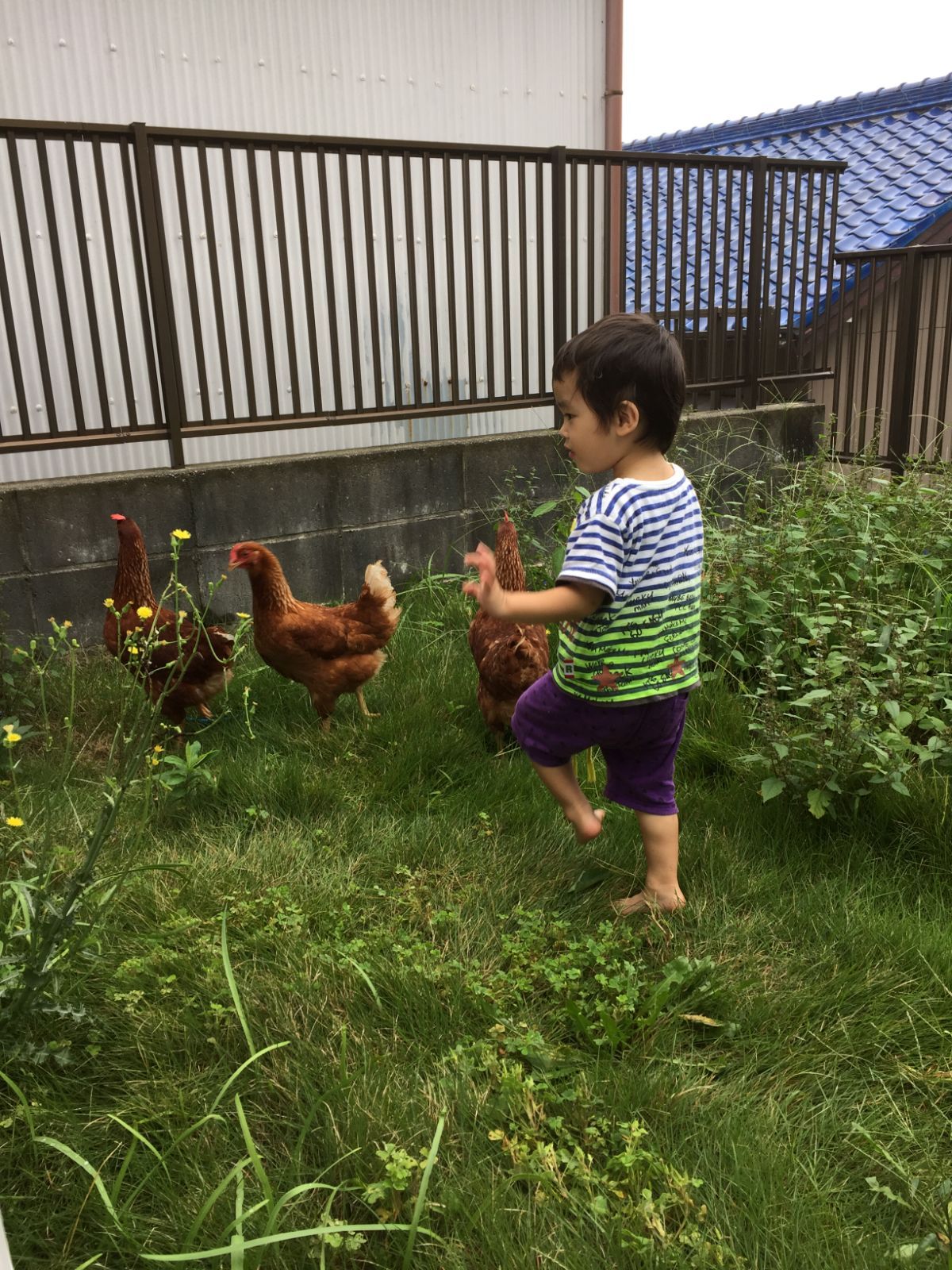産みたて平飼い有精卵 後藤もみじ 80個