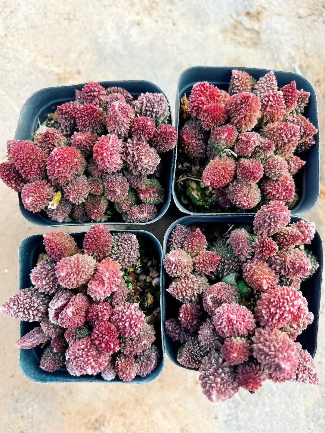 32株の抜き苗セット ヘレイ