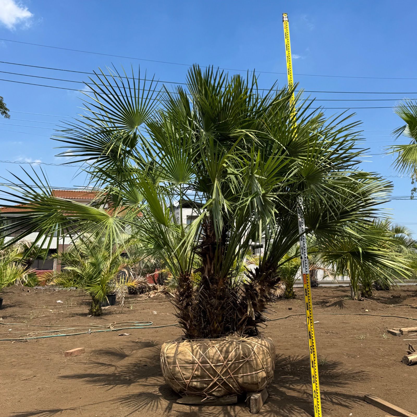 2m60cm】 チャメロプス チャメロップス 乙庭植物図鑑】20230215