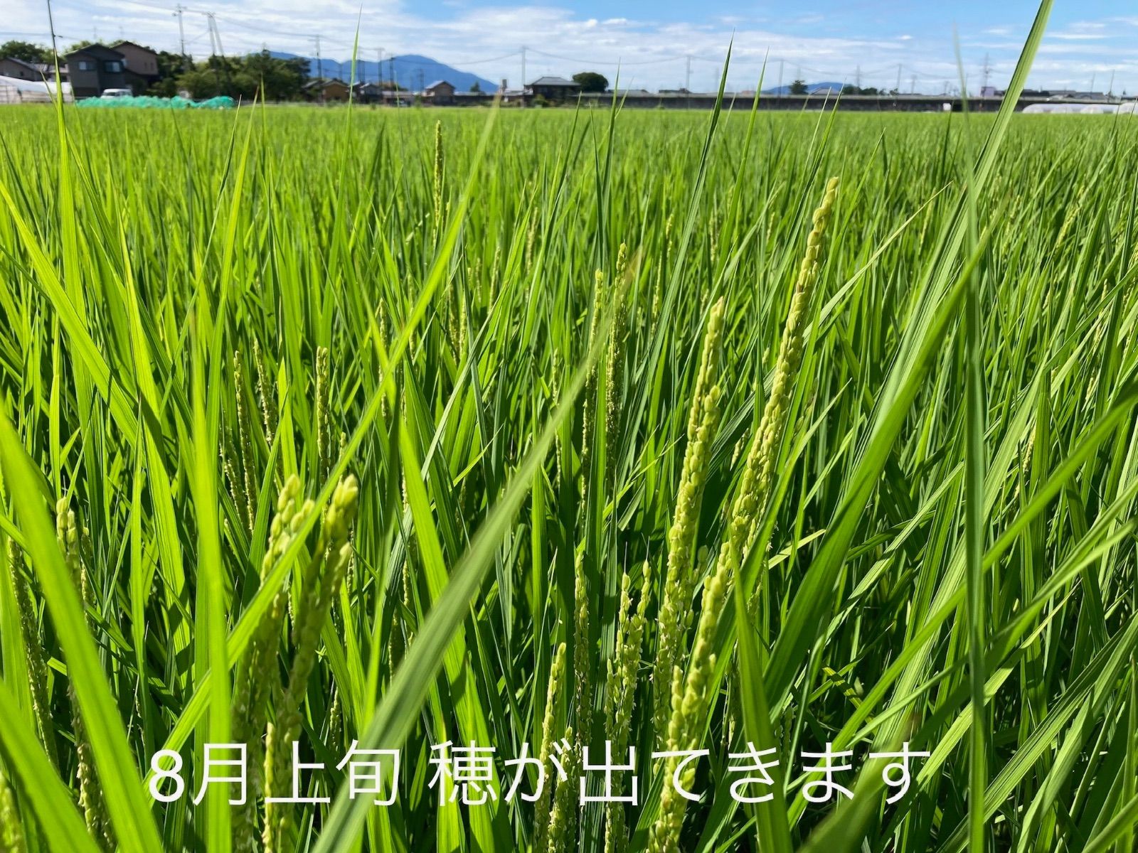 田植後農薬は除草剤のみ