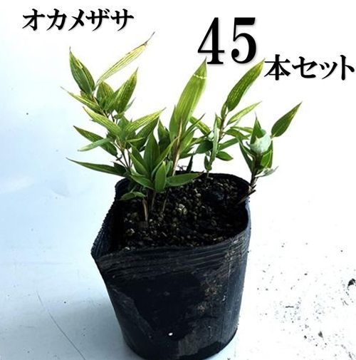 45本セット オカメザサ|12cmポット