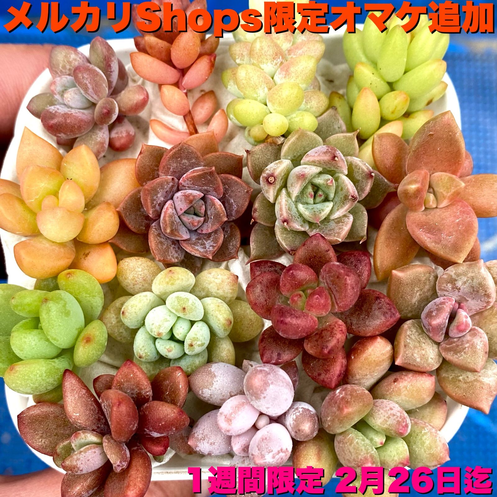 次回発送24日(金)です】多肉植物 カット苗 15品種【1週間限定 26日迄