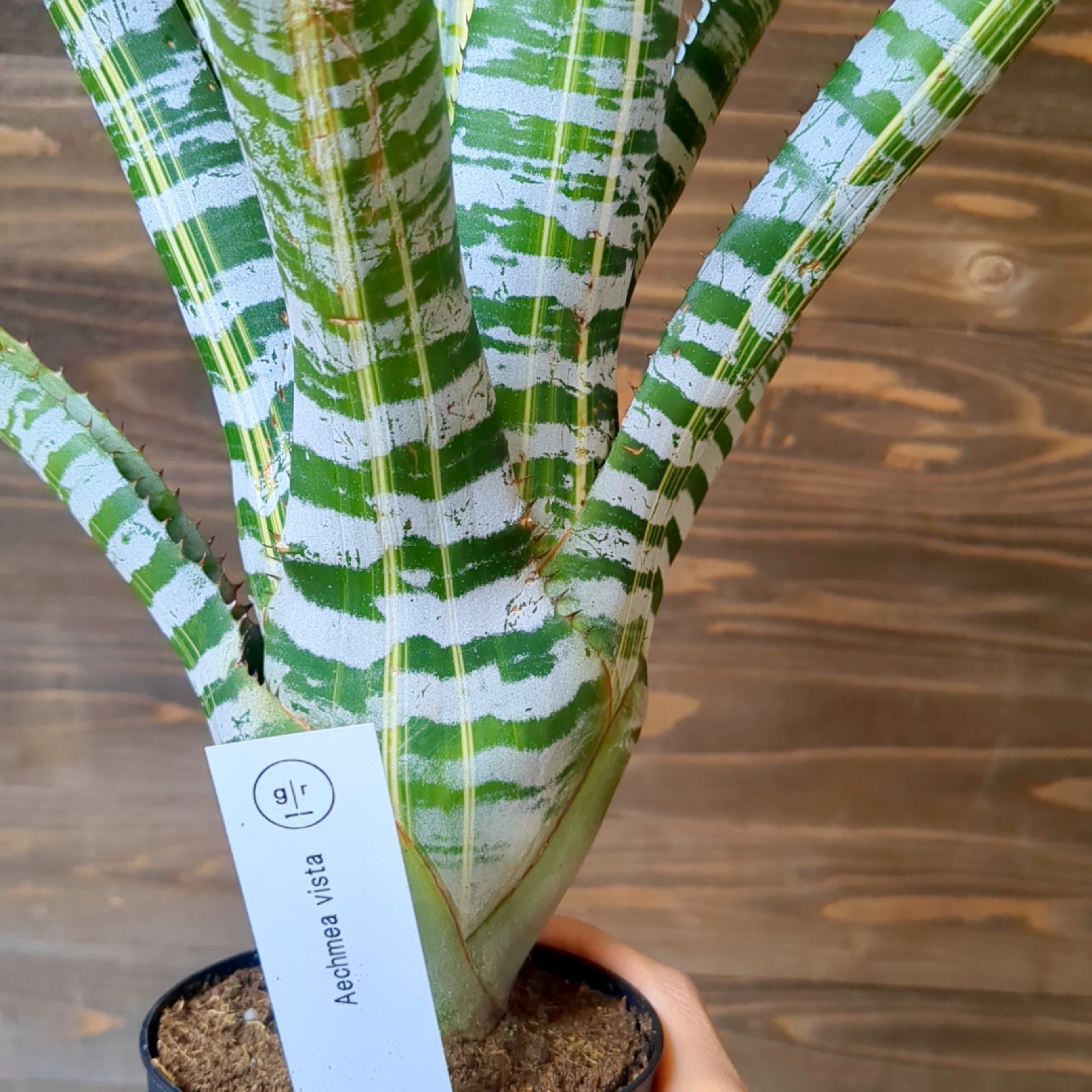 Aechmea chantinii Vista エクメア ビスタ【現品】鉢のまま発送 - メルカリ