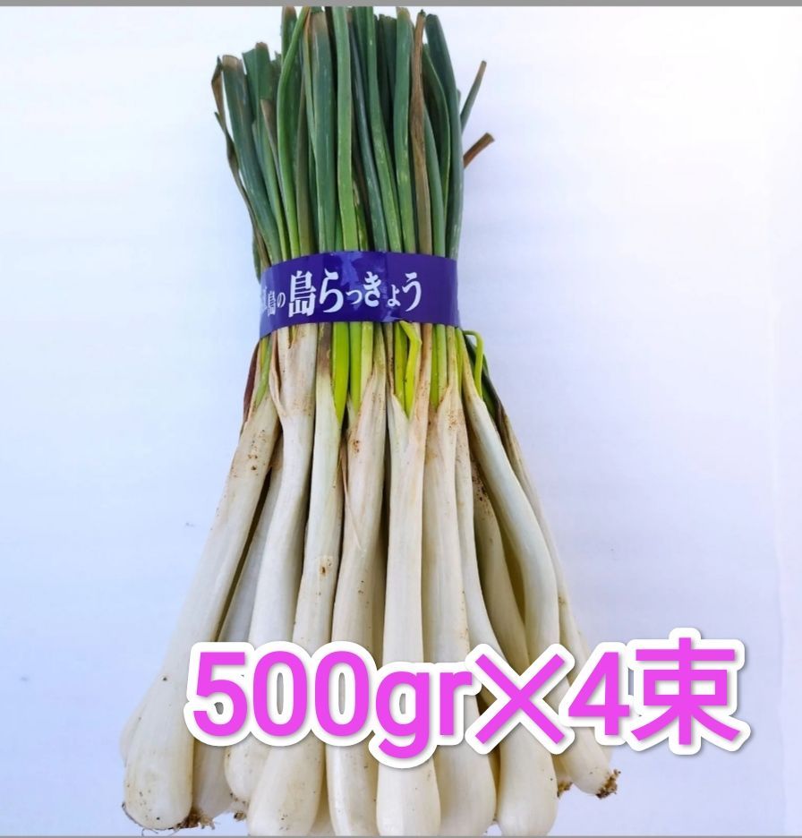 島らっきょう 2kg 沖縄野菜 - 野菜