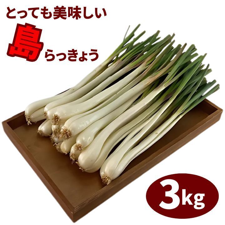 島らっきょう 3kg 土付き 島ラッキョウ しま らっきょう 伊江島 沖縄 らっきょう 漬物 塩漬け キムチ ポン酢 栽培 種 苗 沖縄野菜