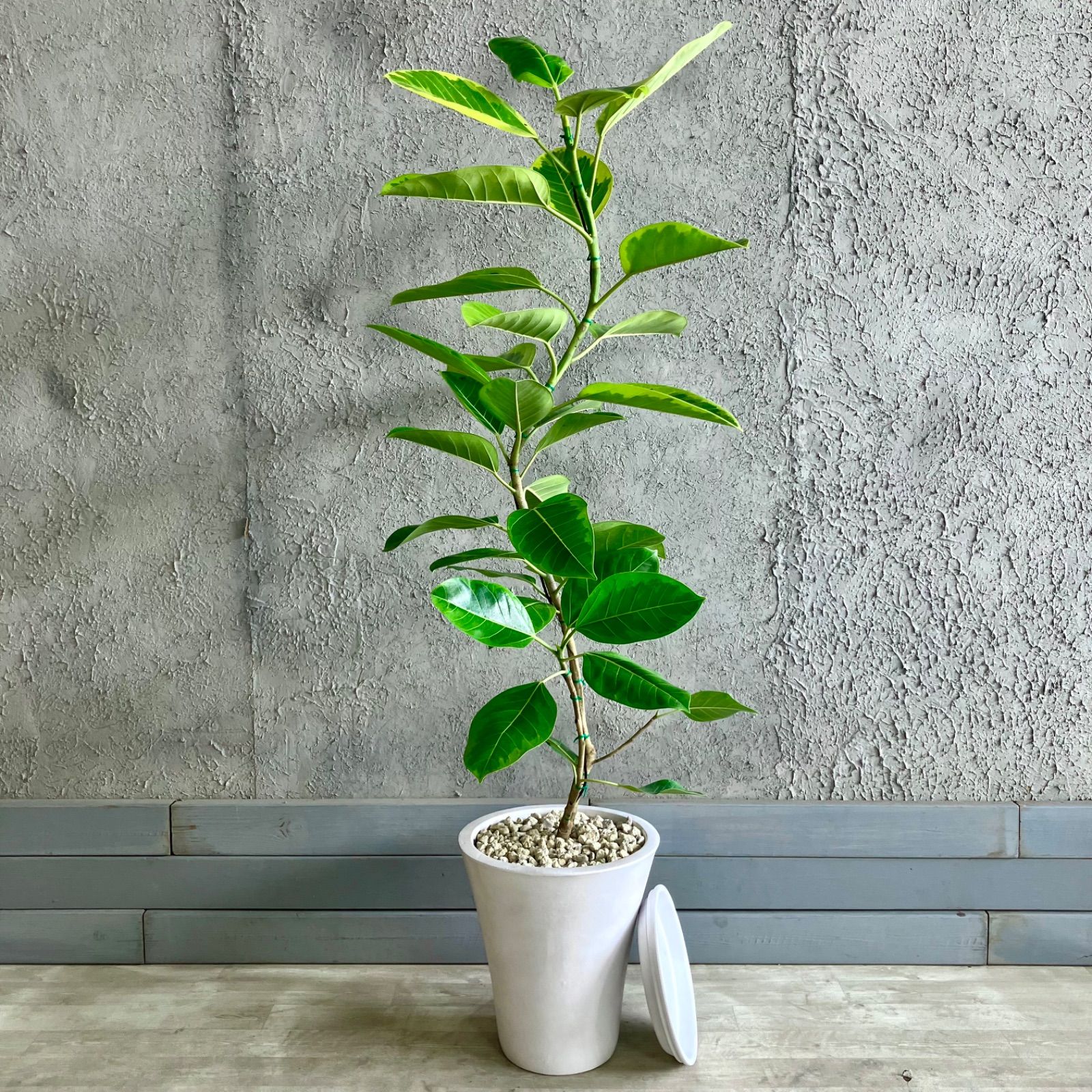 フィカス　アルテシマ　9 フィカス アルテシマ 曲がり 9 観葉植物 室内 大型 フィカス