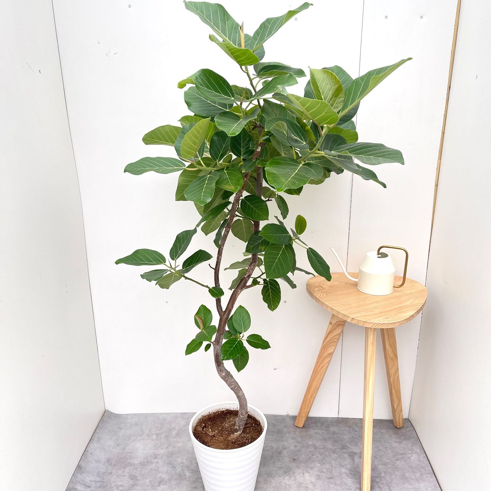 フィカス グランディス 曲がり 2 現品 観葉植物 室内 大型