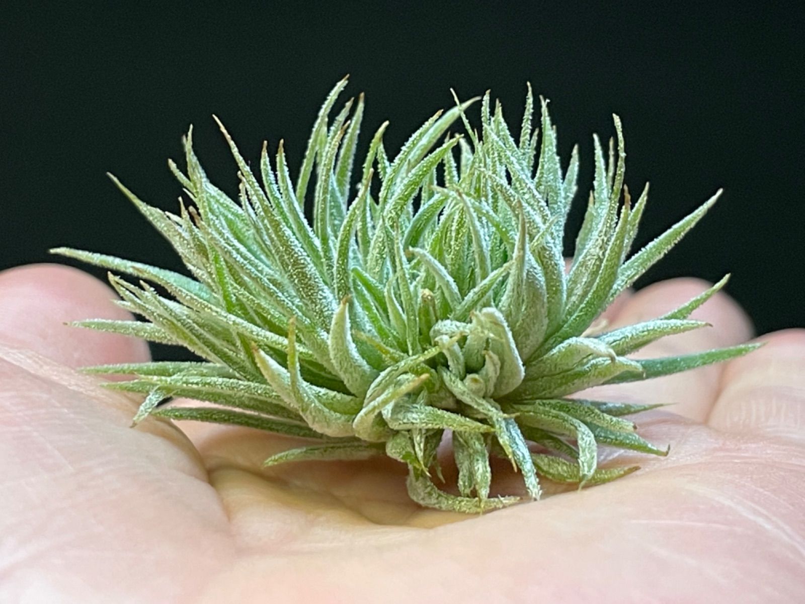 ティランジア イオナンタ モンストローズ ionantha Monstrose