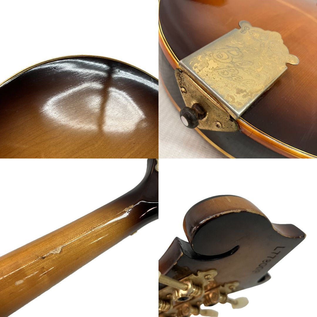 ブルーベル アーチトップ