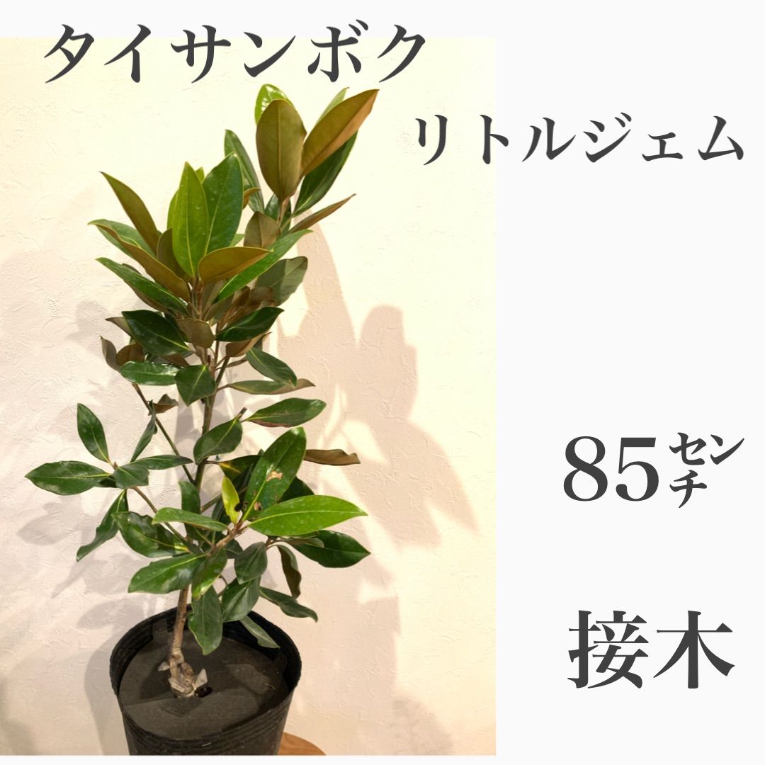1. リトルジェム マグノリア 泰山木 タイサンボク 苗 苗木 小型品種 2. リトルジェム マグノリア 泰山木 タイサンボク 苗 苗木 小型