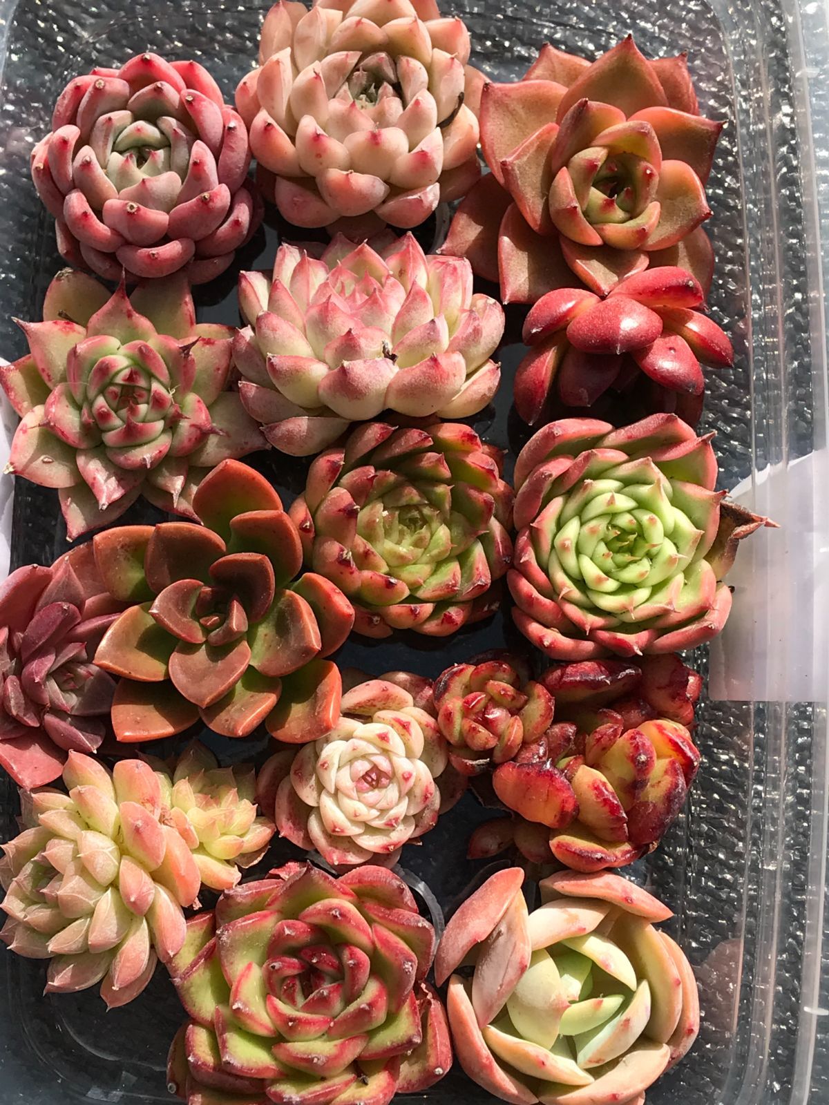 多肉植物＊寄せ植え＊ストロベリー柄鉢＊そのまま飾れる＊クリスマス