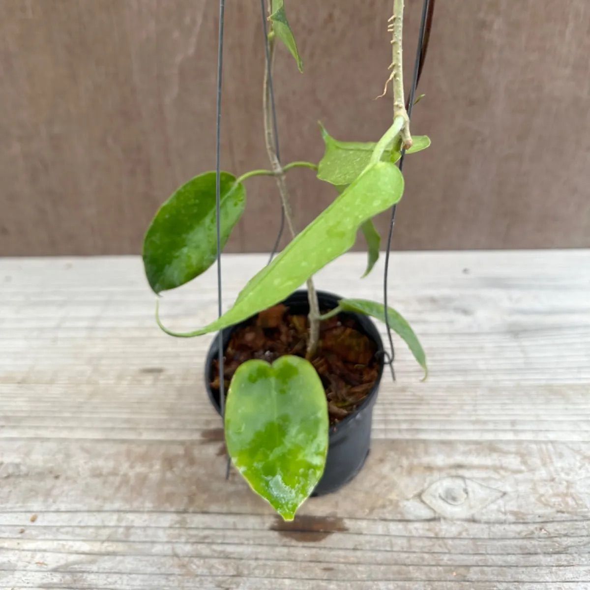 ホヤ インフラータ Hoya Inflata サクララン 桜蘭 現品 観葉植物 観葉 植物 珍奇植物 珍奇 珍しい レア 希少 つる性 つる性植物  ハンギング 吊るす 吊り下げ インテリア プレゼント おしゃれ かわいい おうち時間 グリーン アートプランツ - メルカリ