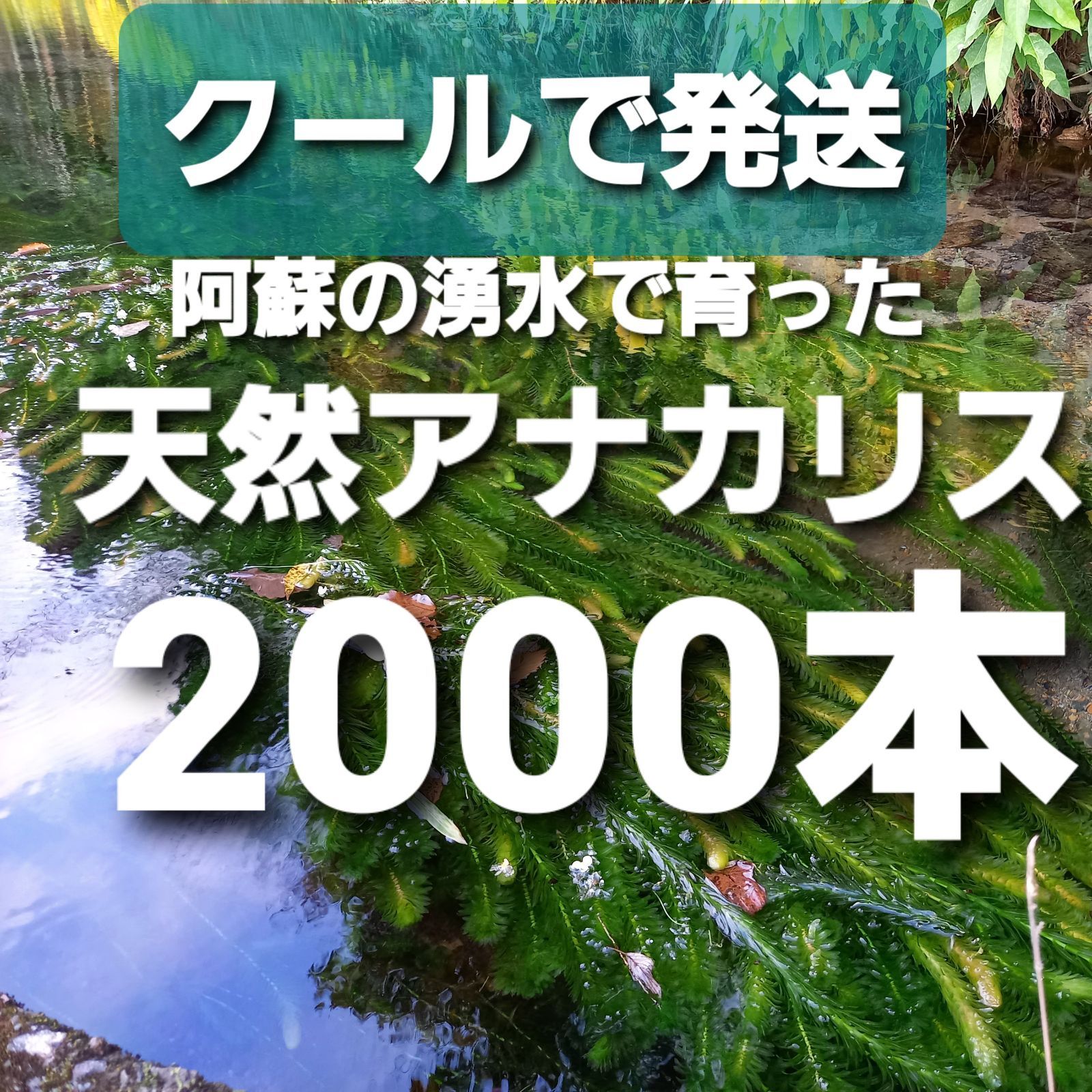 クールで発送2000本以上 阿蘇の湧水で育った水草 天然アナカリス 無