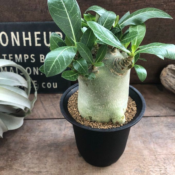 ポットごと アデニウム♡アラビカム♡塊根植物♡蛸足♡観葉植物 極美