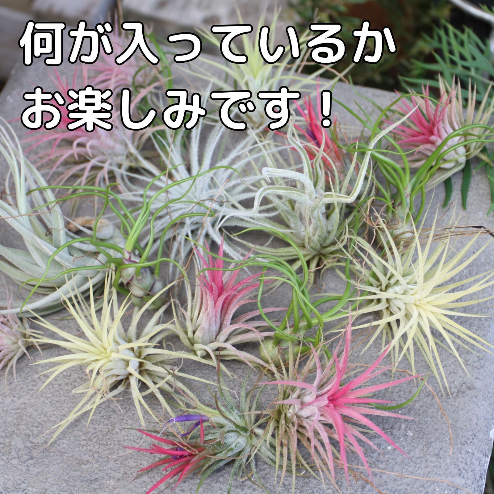 エアプランツ 【おまかせ3種類セット】 チランジア エアー