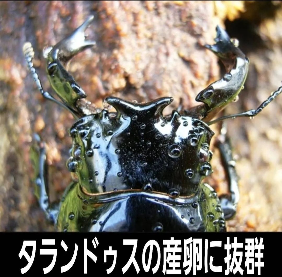 極上！植菌カワラ材【8本セット】クワガタの産卵にはコレが最強です