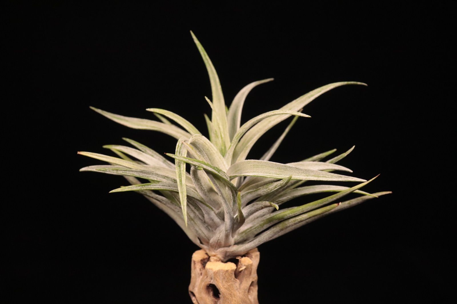 Trichome Variegated〔エアプランツ〕現品発送T5325