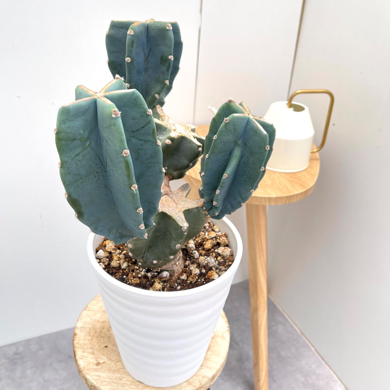 柱サボテン ブランチ 11 M109887891最 安値 価格