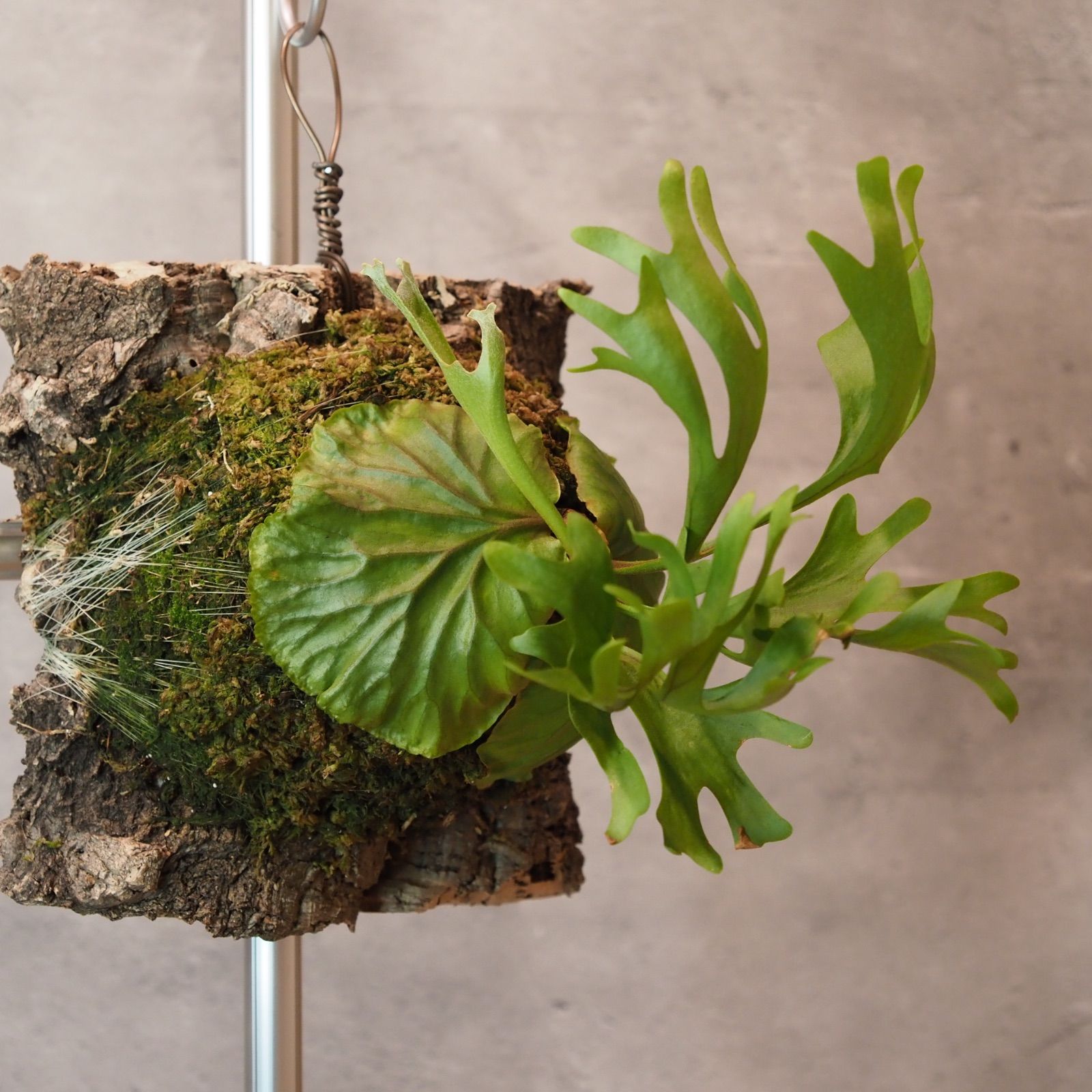 リドレイ　ビカクシダ　コルク付 ビカクシダ リドレイ | コルク付き - 観葉植物・多肉植物の販売