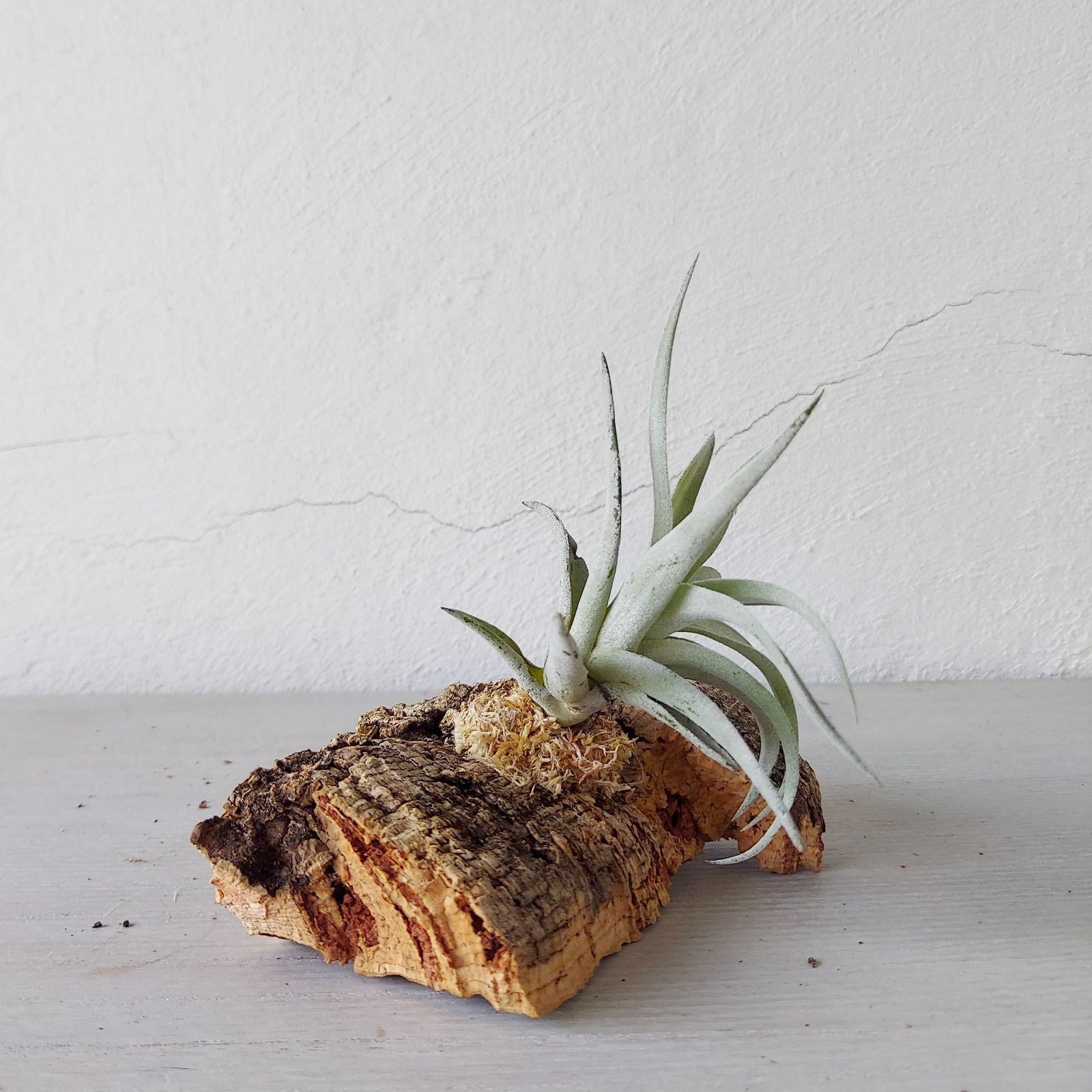 着生植物スタンド ビカクシダ アリ植物 エアプランツ コルク 流木