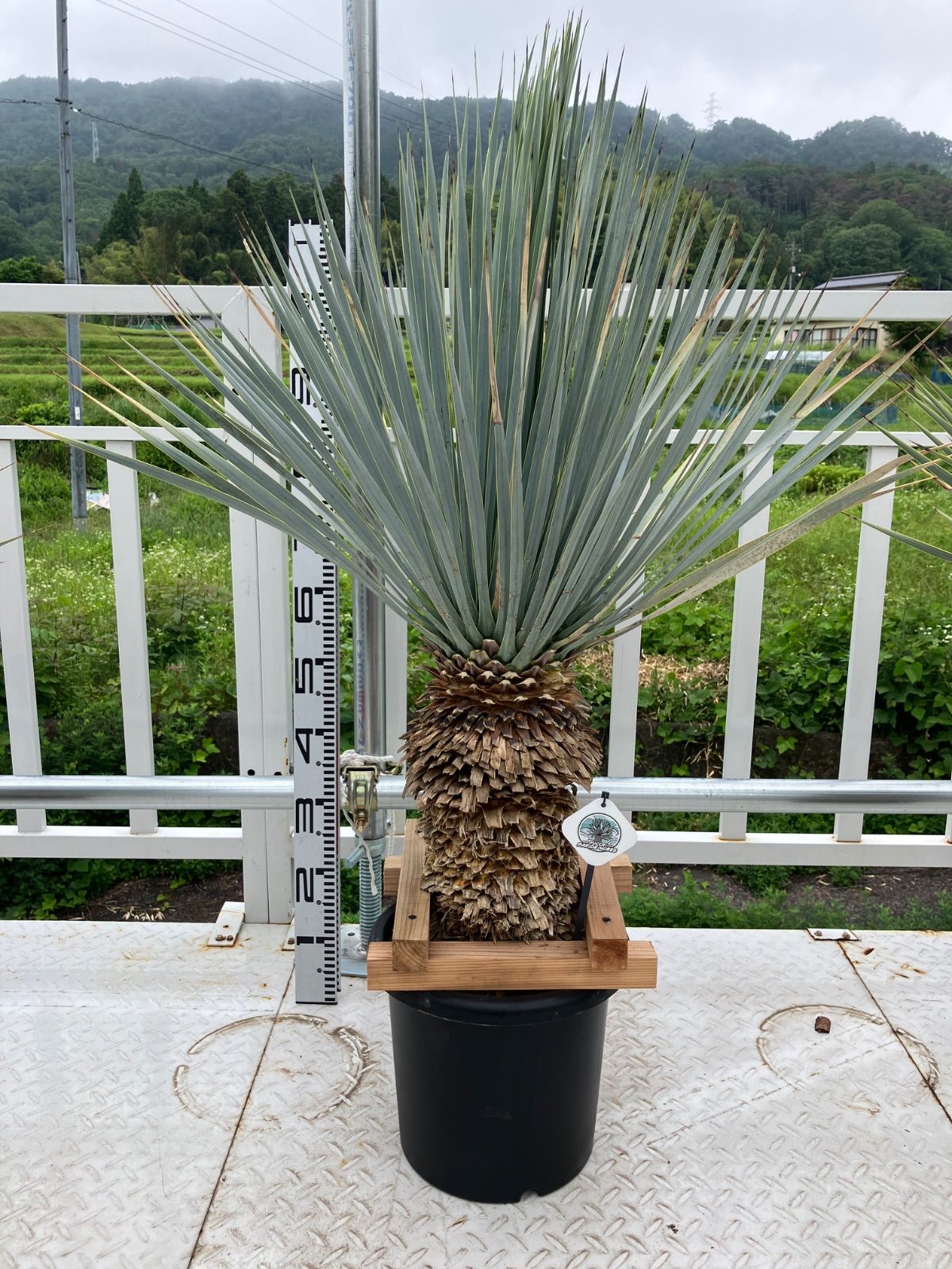 菊花石 梨地に糸菊 根尾 鑑賞石 水石 文化財級 小林宗閑