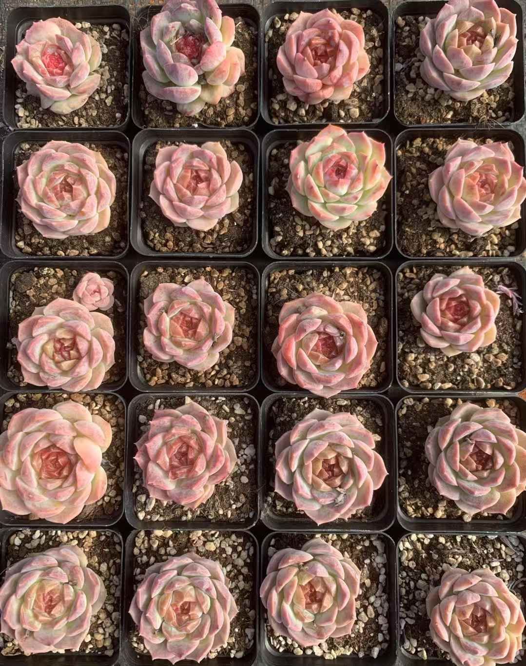 54株の抜き苗セット クリームドリーム 多肉植物 佐川急便発送 エケベリア 韓国苗 LX21 WWW_OLIVIERBERNSTEIN_COM