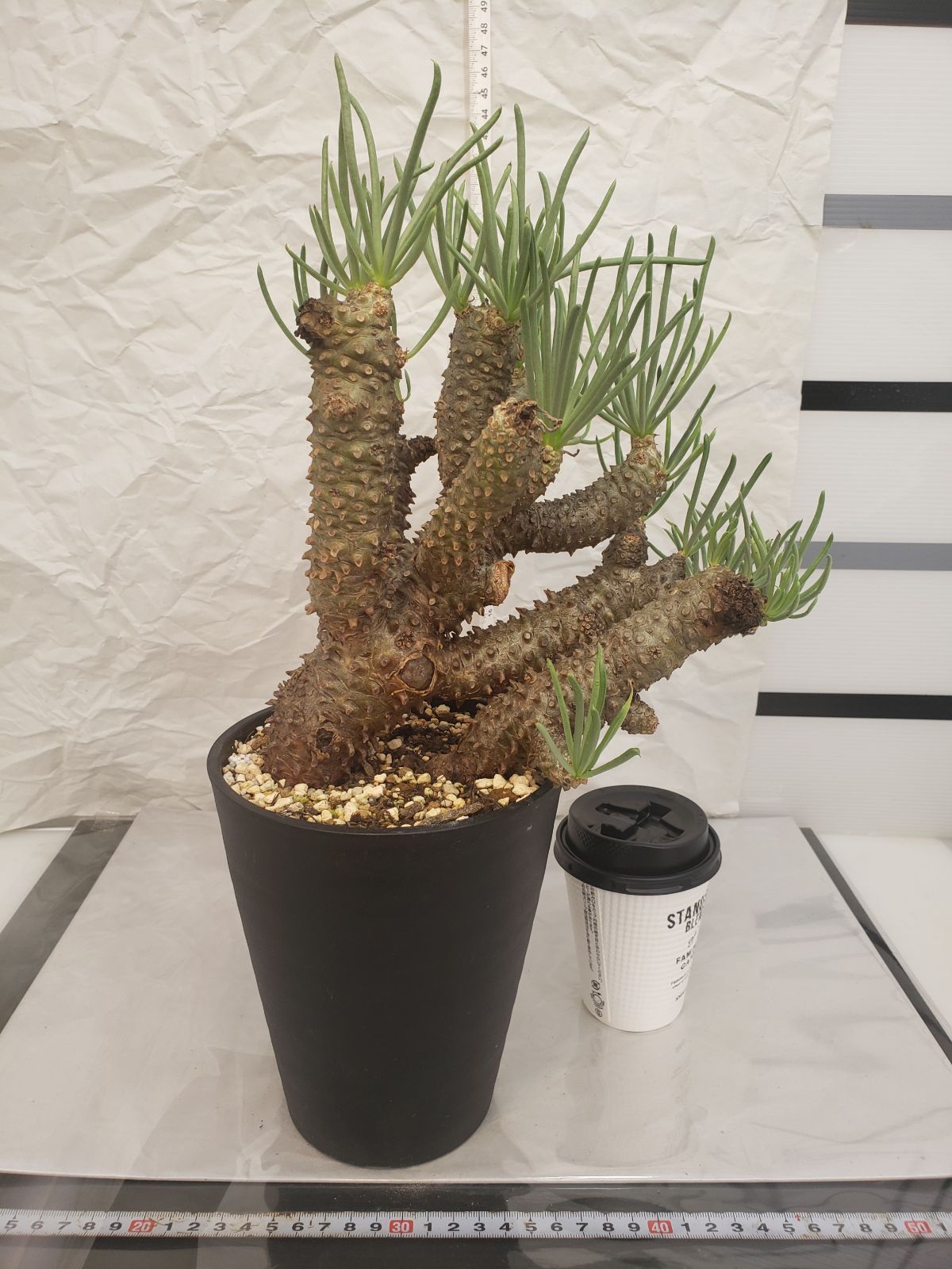 エ0555 塊根植物 チレコドン ワリチー 抜き苗 11/27最新到着 Tylecodon wallichii  多肉植物(その他)｜売買されたオークション情報、yahooの商品情報をアーカイブ公開 - オークファン その他