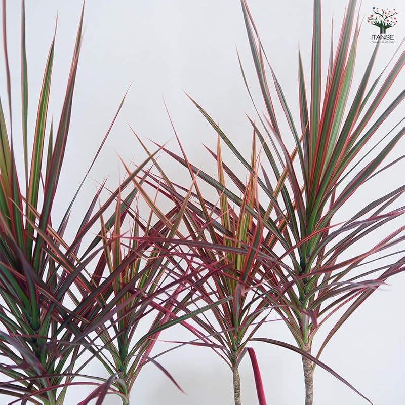 幸福の木 葉色とシャープな葉姿の美しさ