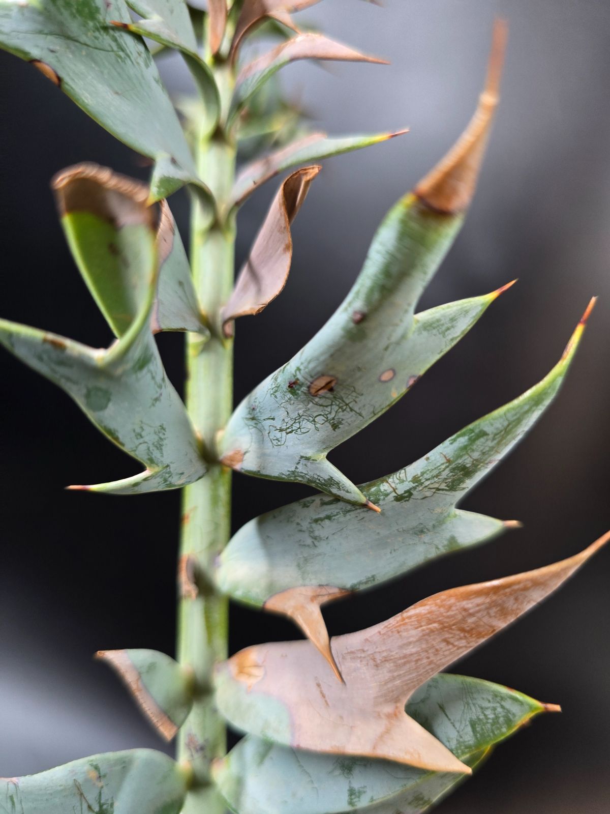 ◇超希少！特選ドワーフ！ ホリダス エンセファラルトス鉢上35cm 選抜